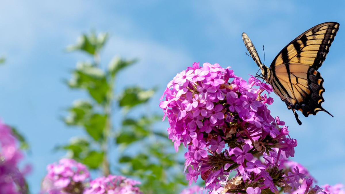 Butterflies and Blooms at Chicago Botanic Garden